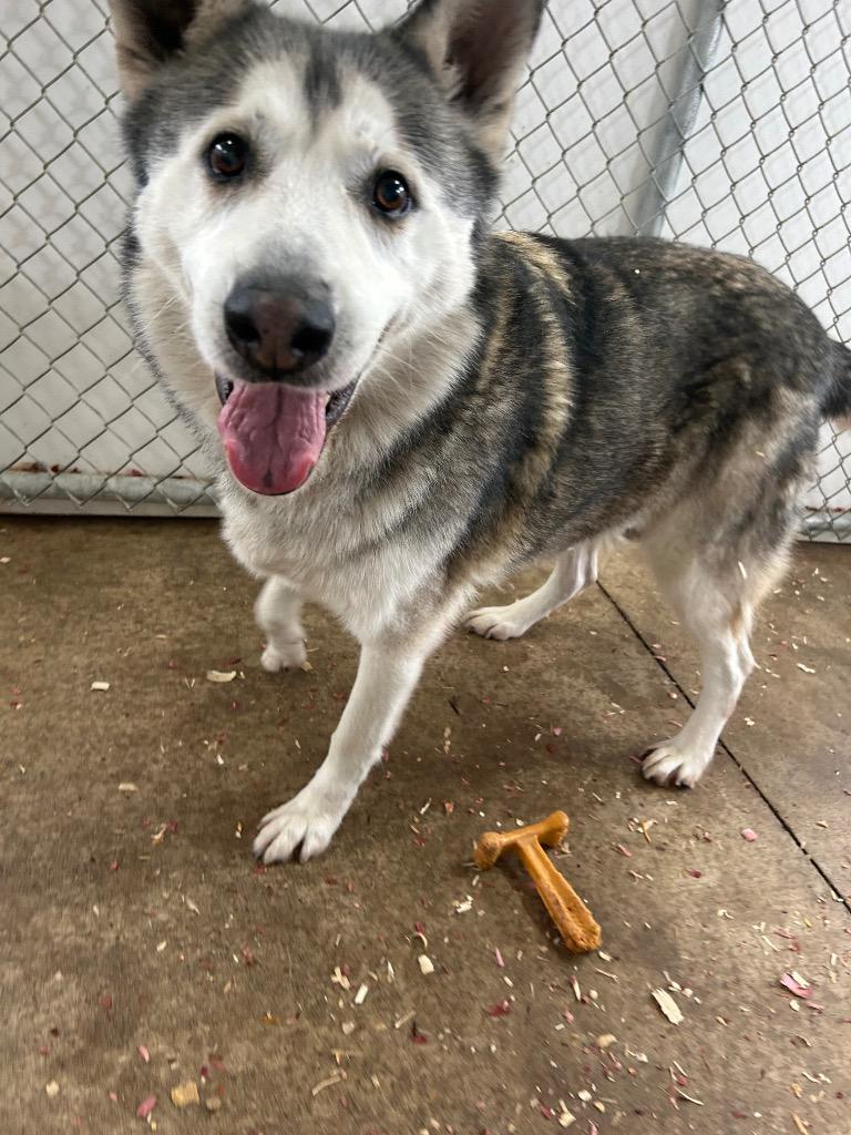 Enlarge Hush Puppy, a Adoptable Husky in Mount Gilead, NC image 3/6