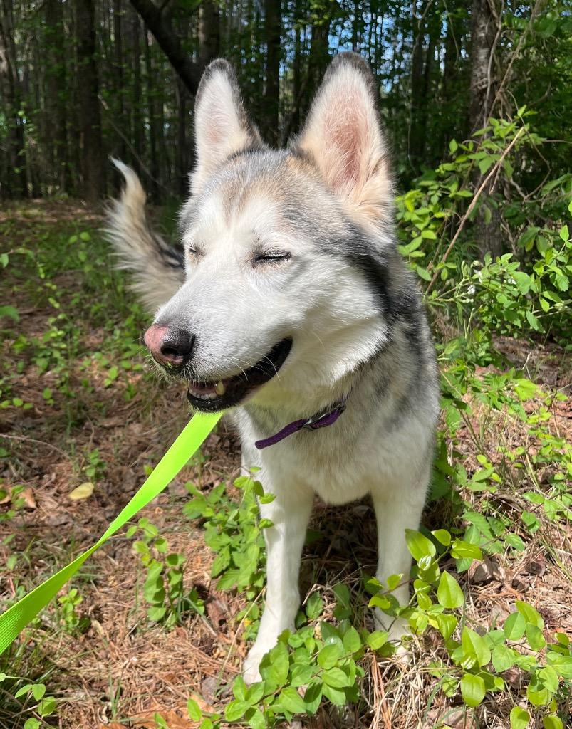 Enlarge Hush Puppy, a Adoptable Husky in Mount Gilead, NC image 2/6