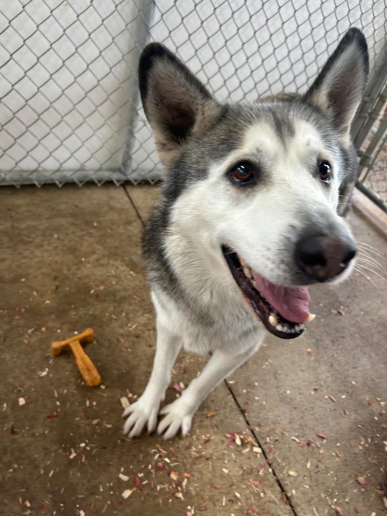 Enlarge Hush Puppy, a Adoptable Husky in Mount Gilead, NC image 4/6
