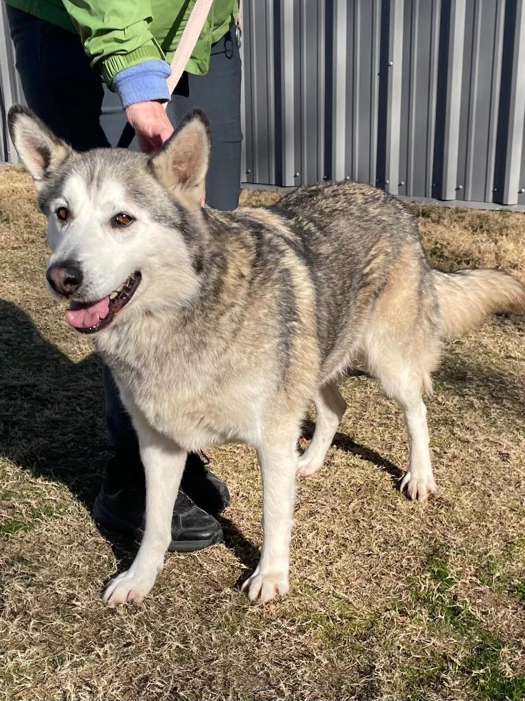 Enlarge Hush Puppy, a Adoptable Husky in Mount Gilead, NC image 5/6
