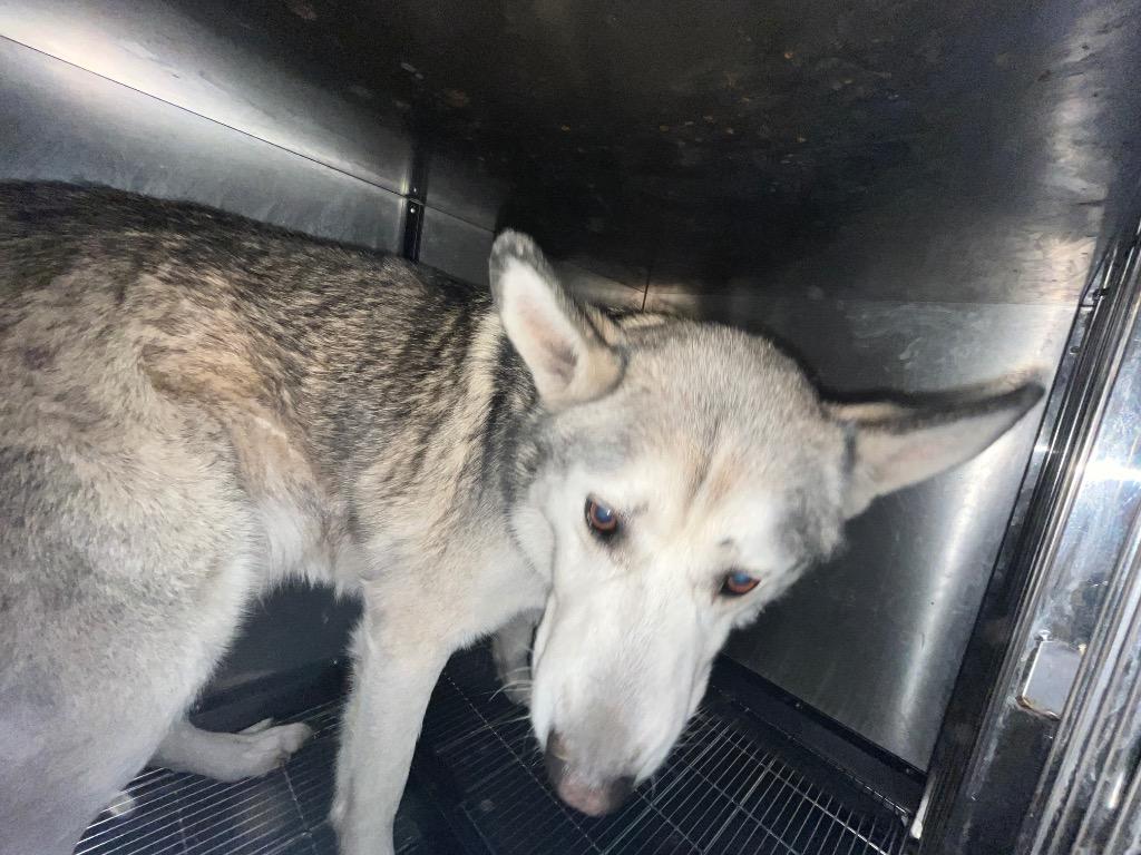 Hush Puppy, Adoptable, Adult Male Husky.