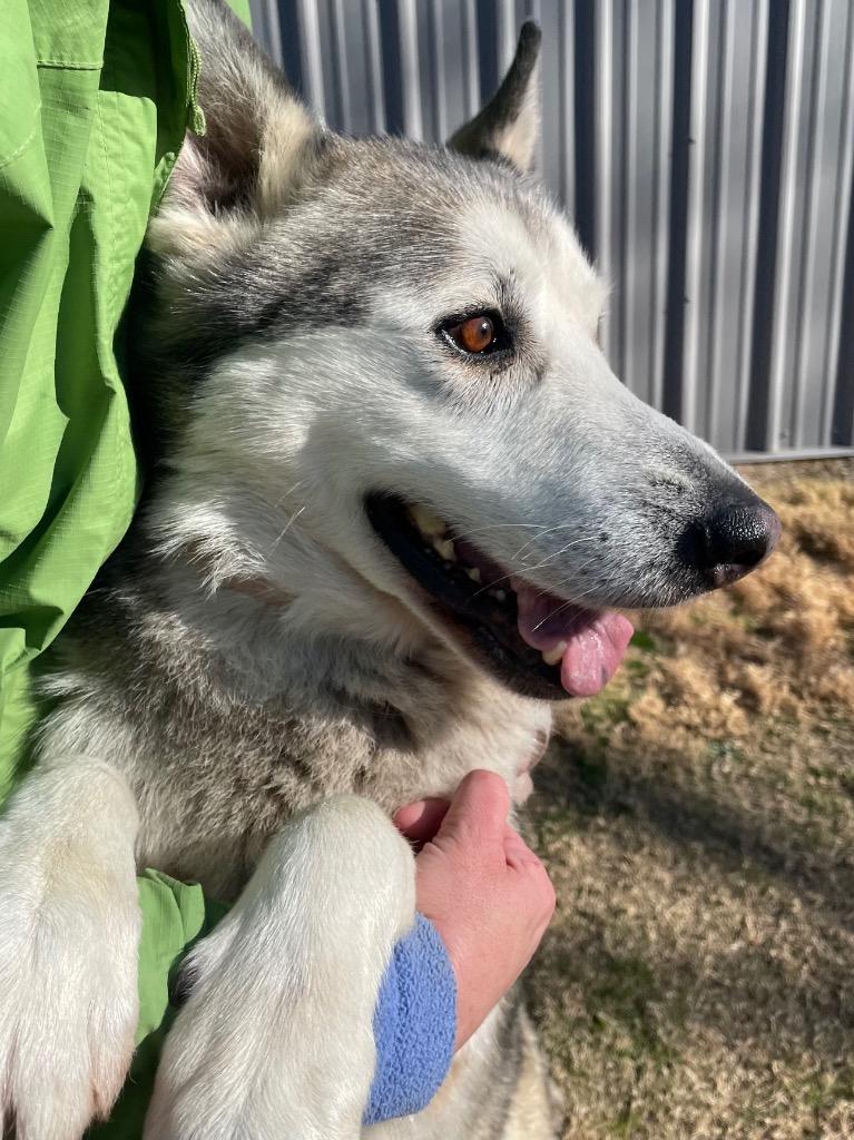 Enlarge Hush Puppy, a Adoptable Husky in Mount Gilead, NC image 5/6