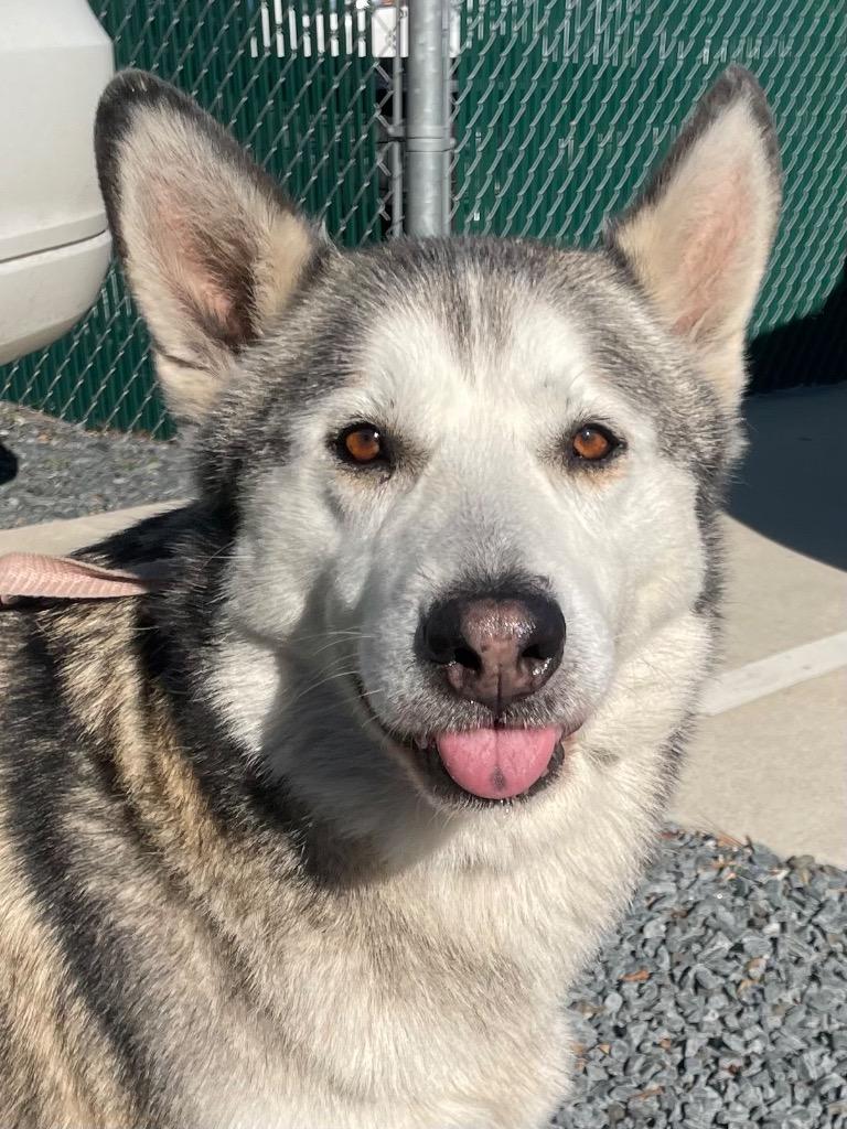 Enlarge Hush Puppy, a Adoptable Husky in Mount Gilead, NC image 6/6