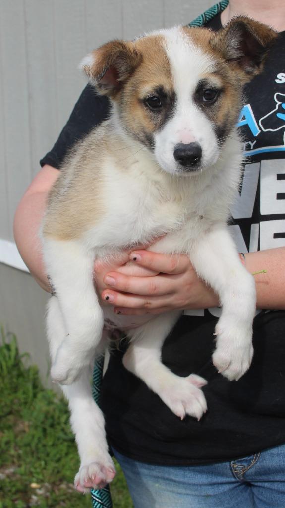 Enlarge Pacaya, a Adoptable mixed breed in Vacaville, CA image 1/1