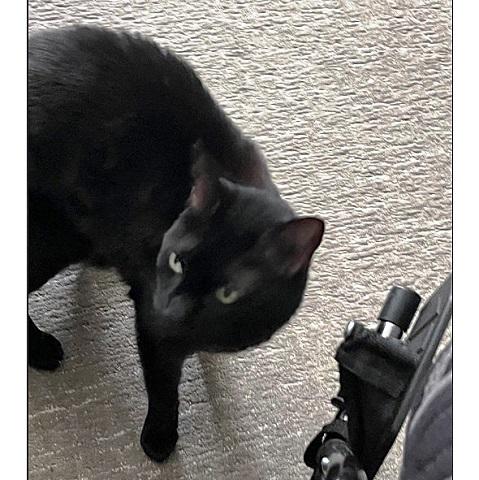 Enlarge Midnight, a ADOPTABLE Domestic Short Hair in Salt Lake City, UT image 2/2