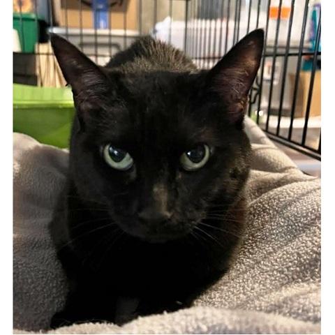 Enlarge Midnight, a ADOPTABLE Domestic Short Hair in Salt Lake City, UT image 1/2