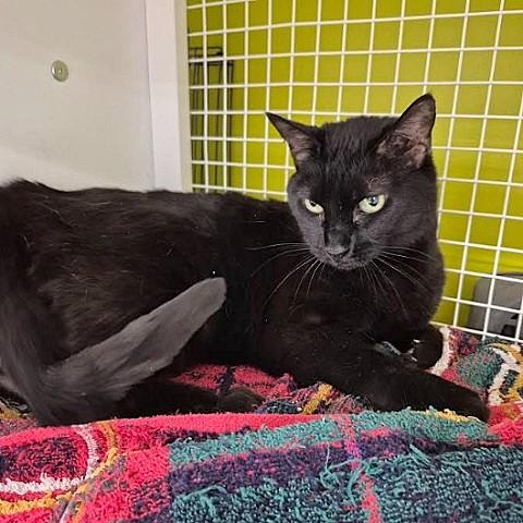 Midnight, ADOPTABLE, Adult Male Domestic Short Hair.