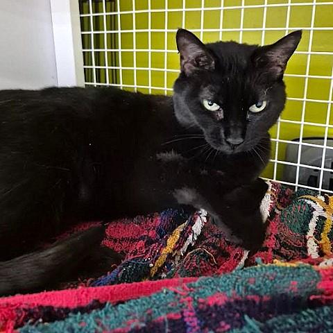 Enlarge Midnight, a ADOPTABLE Domestic Short Hair in Salt Lake City, UT image 2/3
