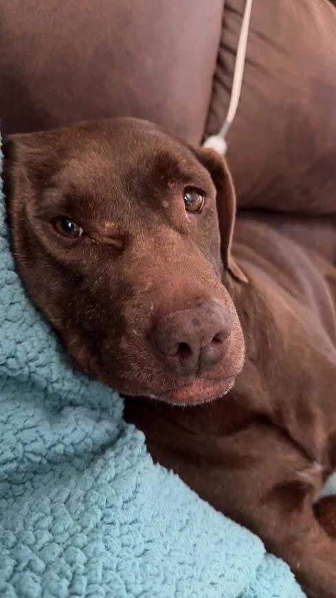 Sadie thumbnail 2