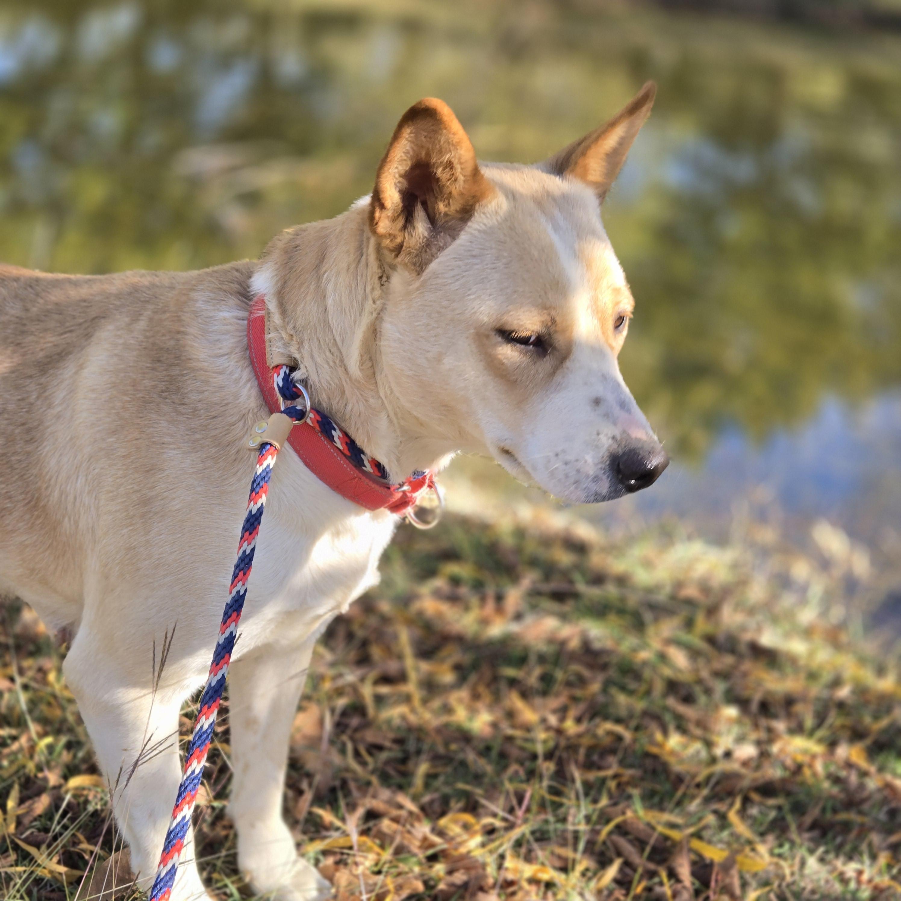 Enlarge Loretta, a Adoptable Cattle Dog in Mansfield, TX image 2/4