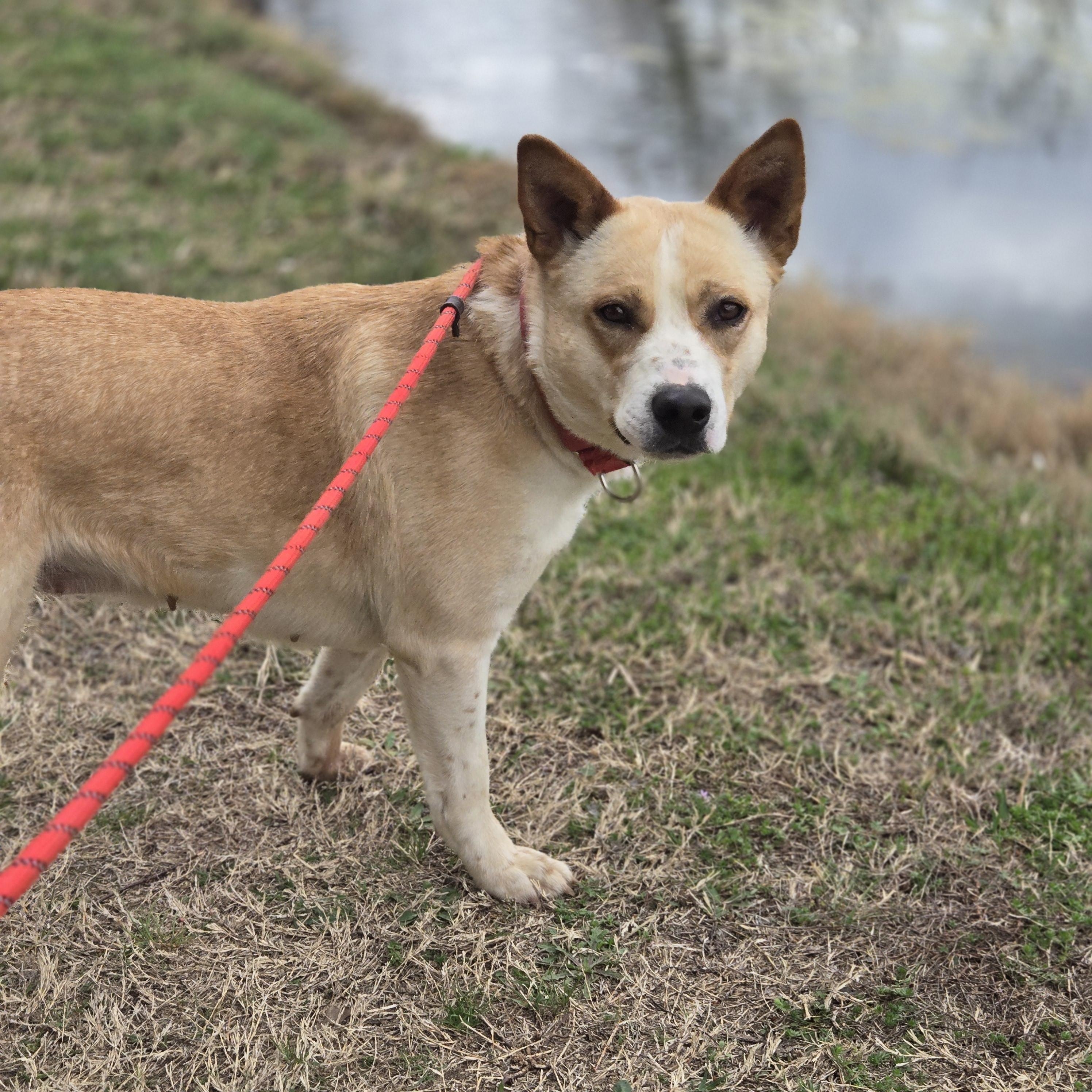 Enlarge Loretta, a Adoptable Cattle Dog in Mansfield, TX image 4/4