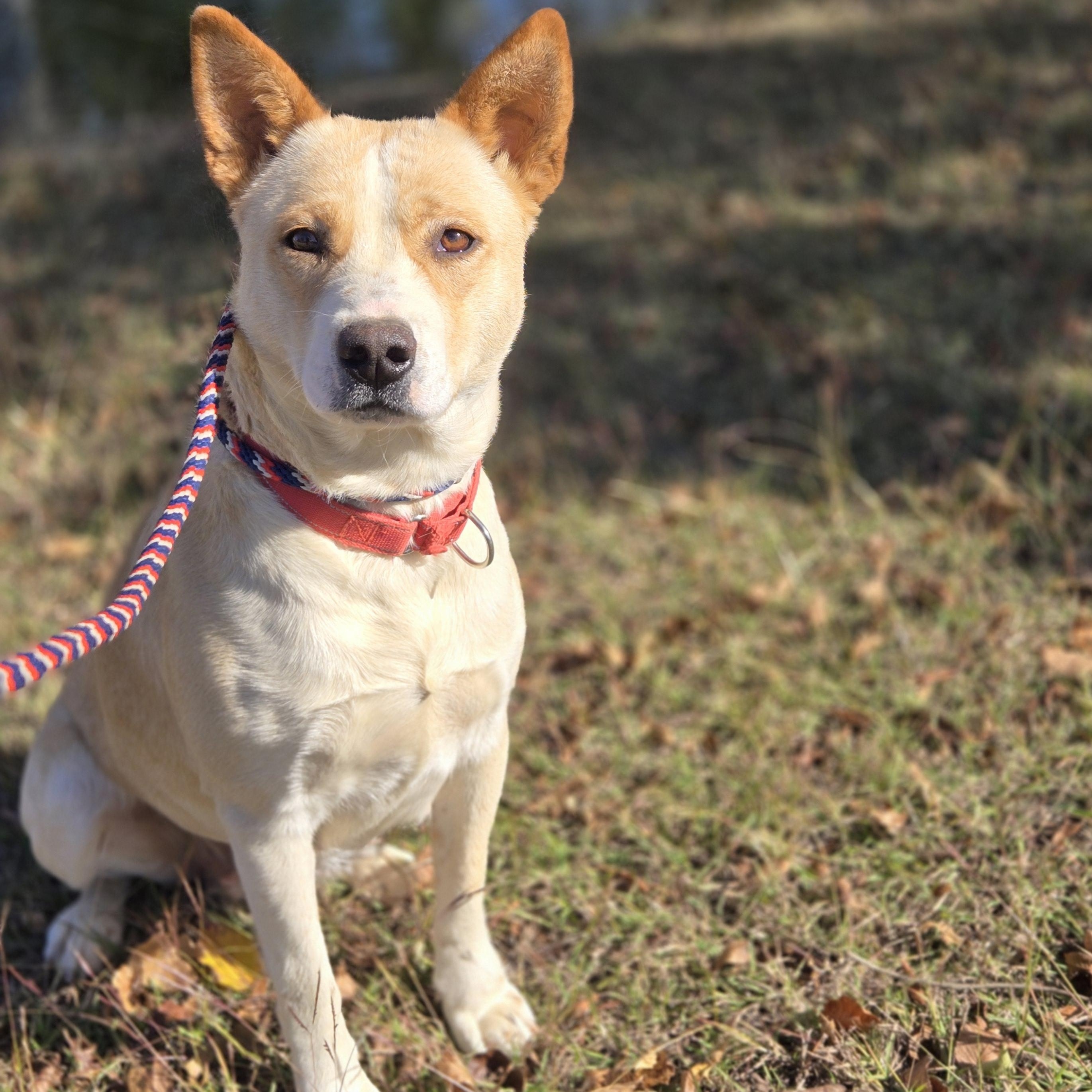 Loretta, Adoptable, Young Female Cattle Dog.