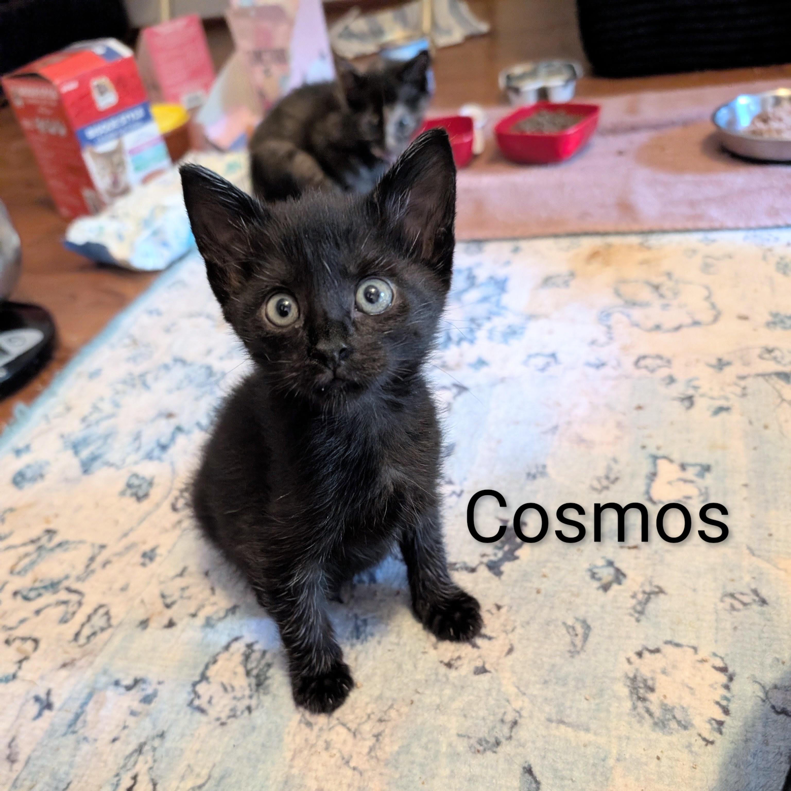 Enlarge Cosmos, a Adoptable Domestic Short Hair in Whispering Pines, NC image 2/3