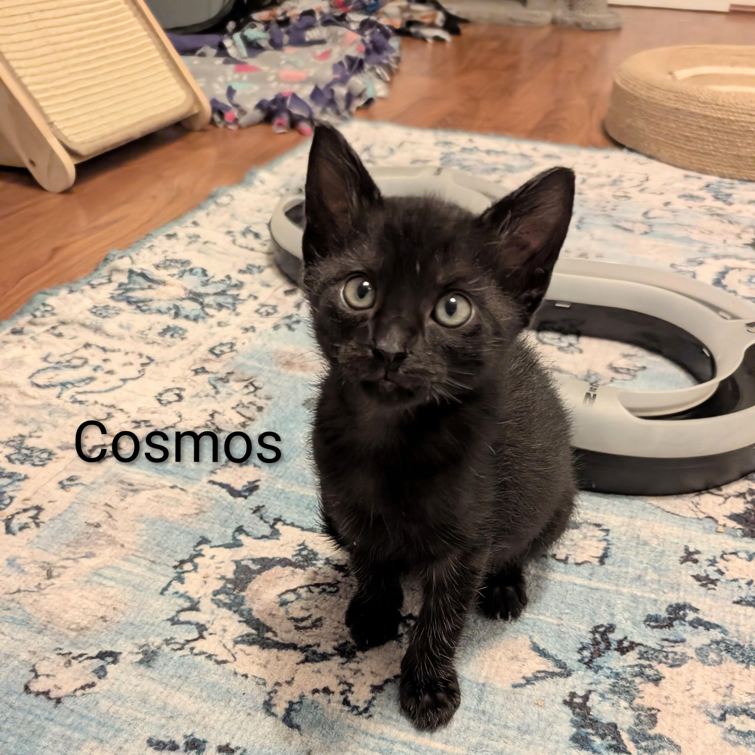 Enlarge Cosmos, a Adoptable Domestic Short Hair in Whispering Pines, NC image 1/3