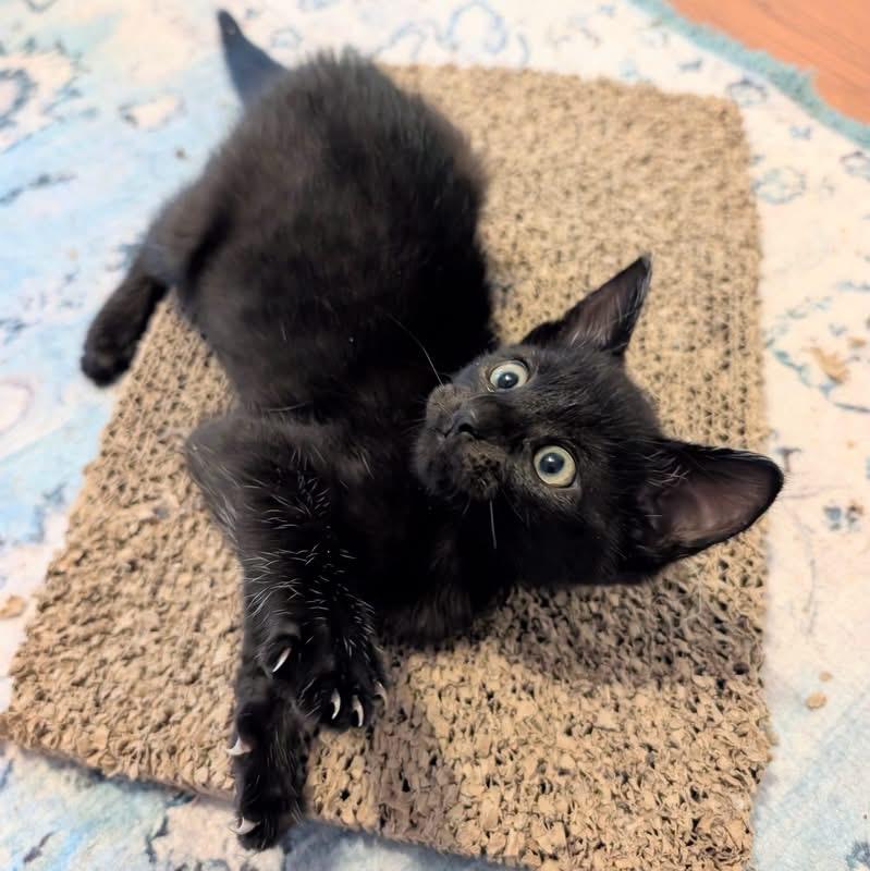 Enlarge Cosmos, a Adoptable Domestic Short Hair in Whispering Pines, NC image 3/3