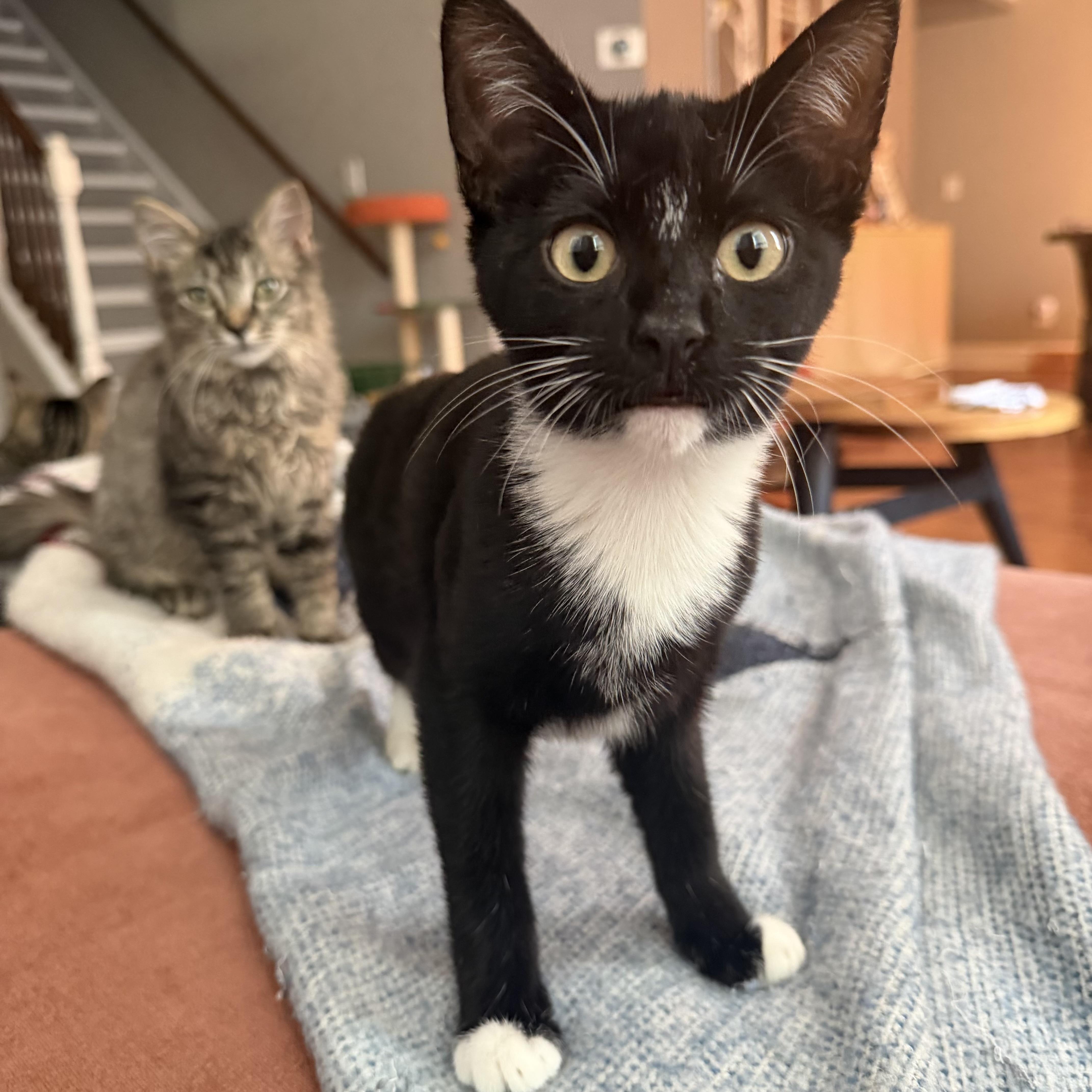 Javadi, Adoptable, Kitten Female Domestic Short Hair.