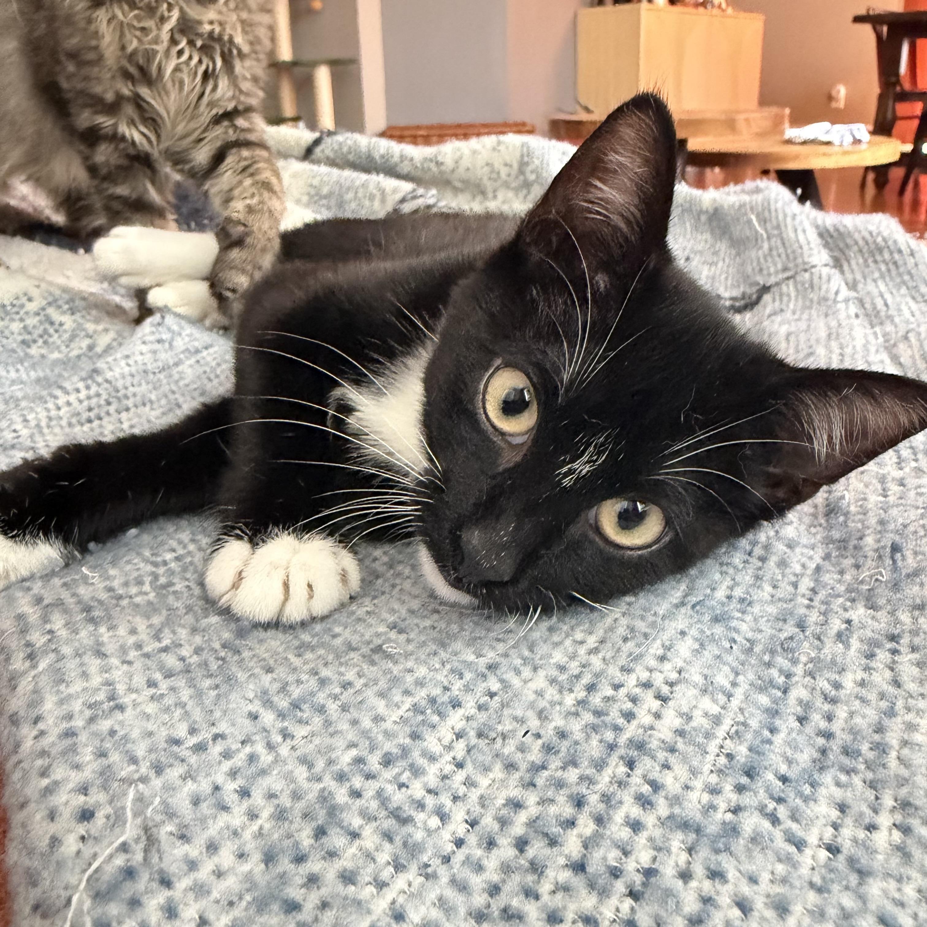 Enlarge Javadi, a Adoptable Domestic Short Hair in Seneca, SC image 2/4
