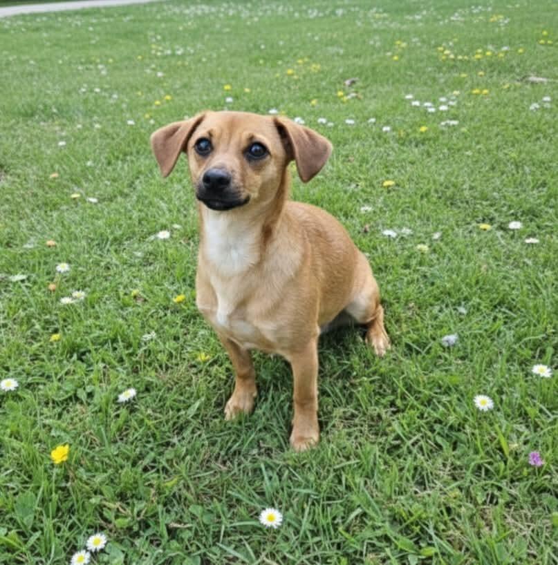 Enlarge Cholo, a Adoptable mixed breed in Bonifay, FL image 3/3
