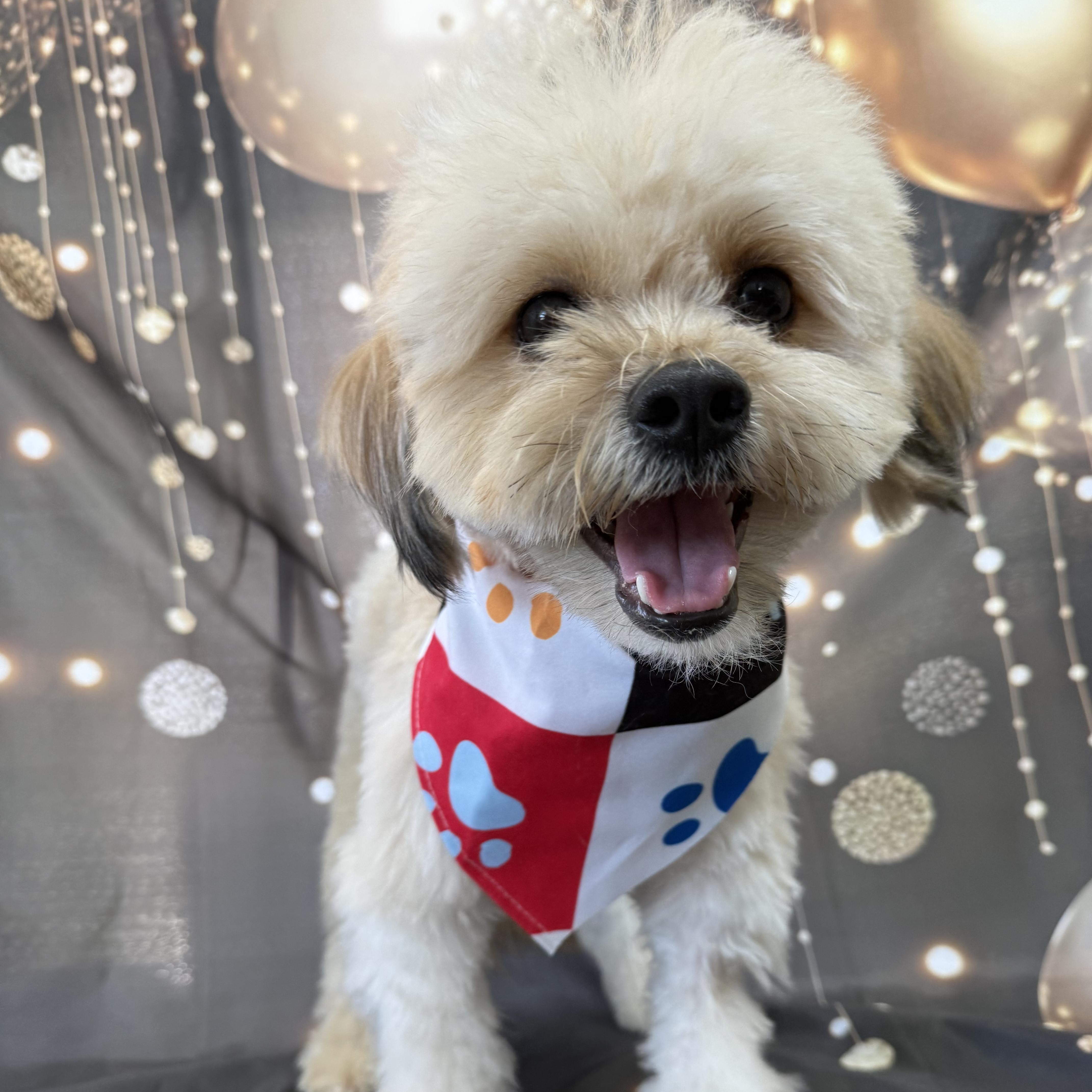 Sonny Boy Turner, Adoptable, Young Male Shih poo.