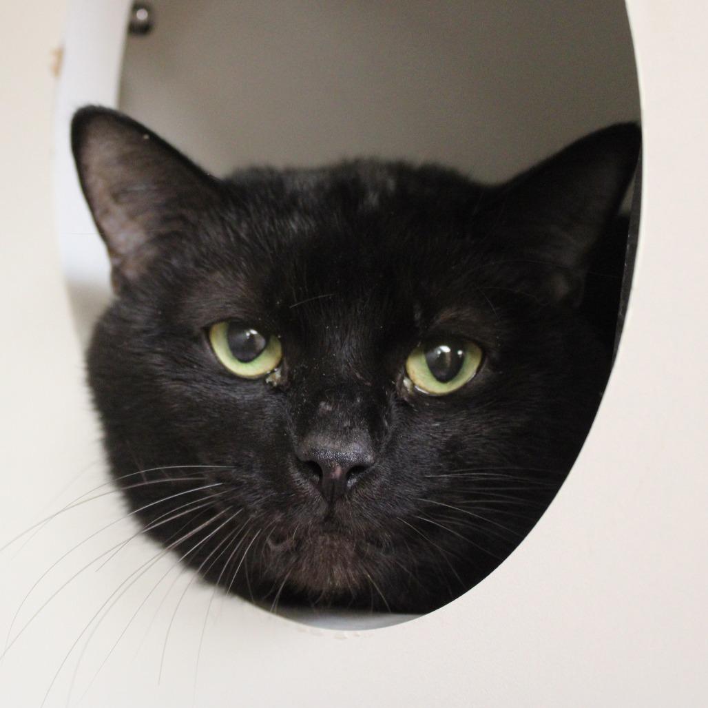 Jet, Adoptable, Adult Male Domestic Short Hair.