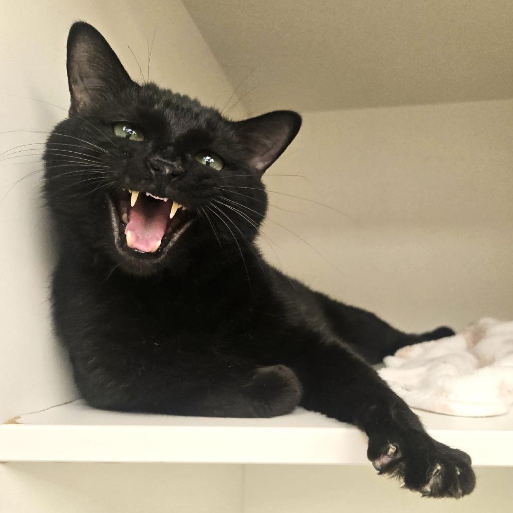 Jet, a Adoptable Domestic Short Hair in Champaign, IL image 2/4