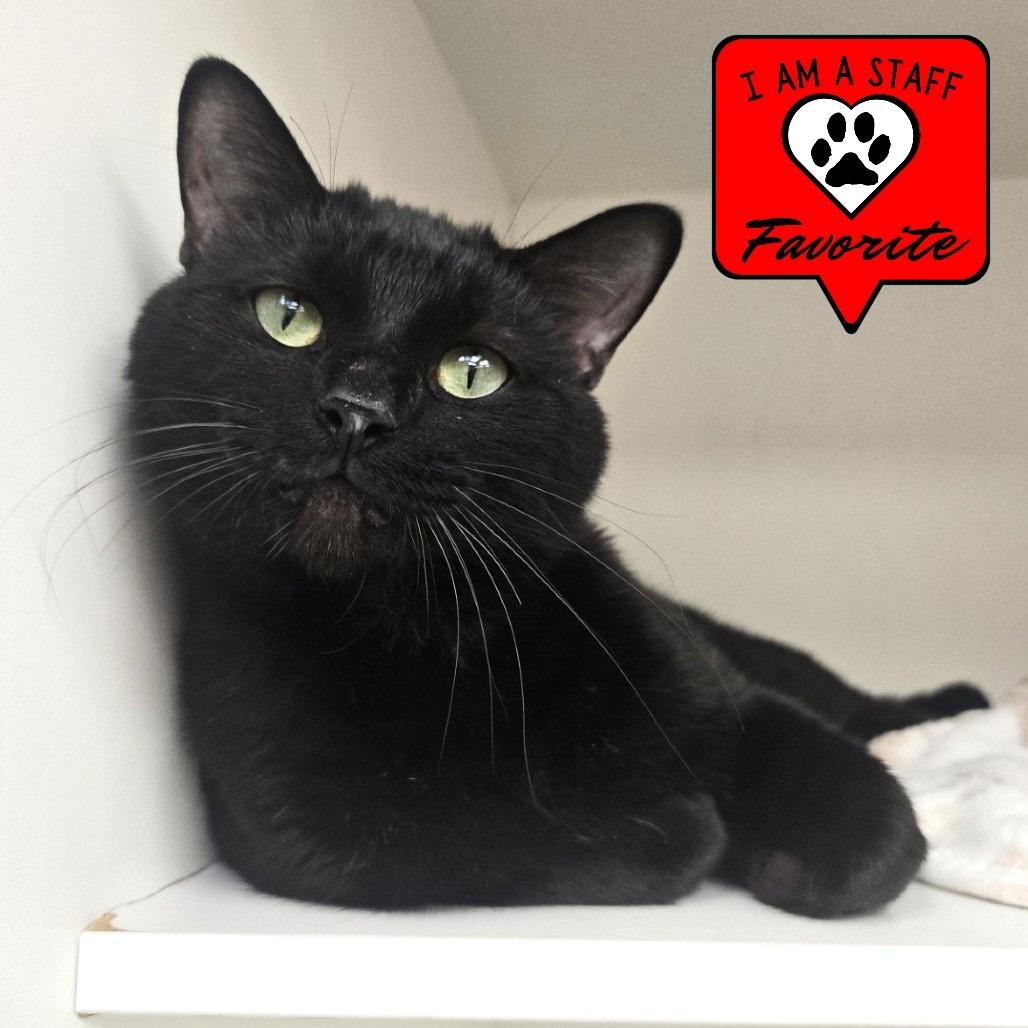 Jet, a Adoptable Domestic Short Hair in Champaign, IL image 3/4
