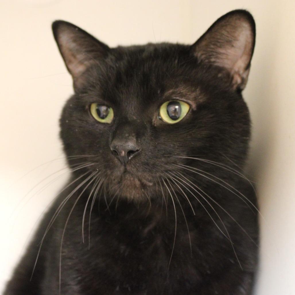 Jet, a Adoptable Domestic Short Hair in Champaign, IL image 4/4
