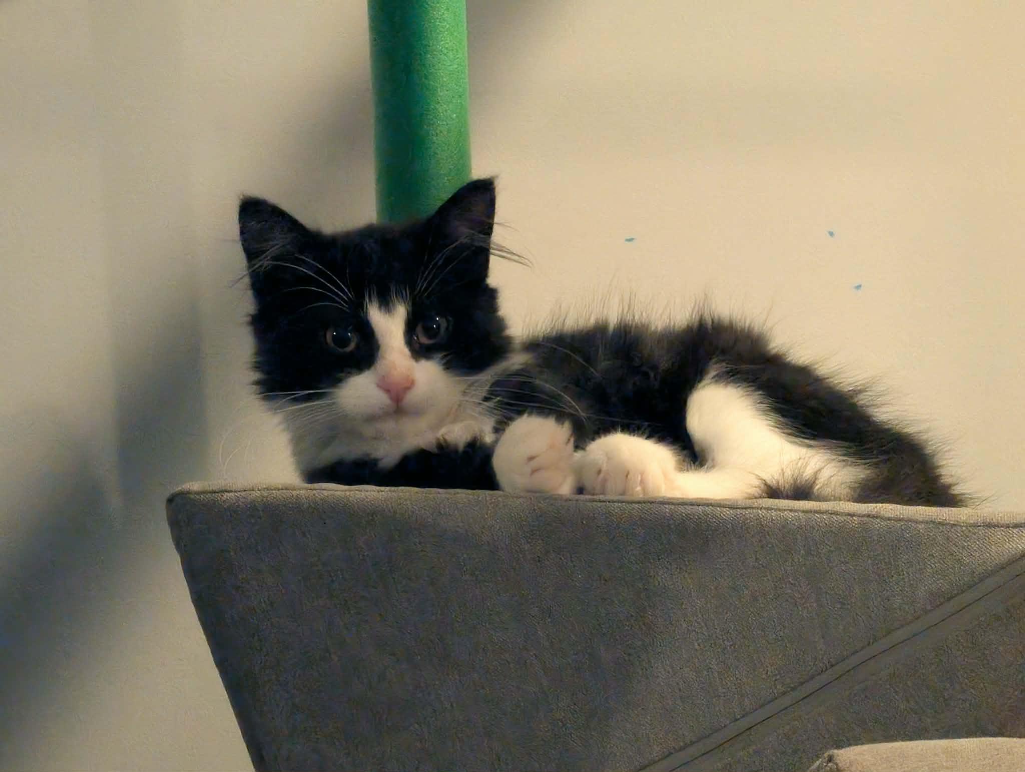 Enlarge Banana, a Adopted Domestic Medium Hair in Mechanicsburg, PA image 2/4