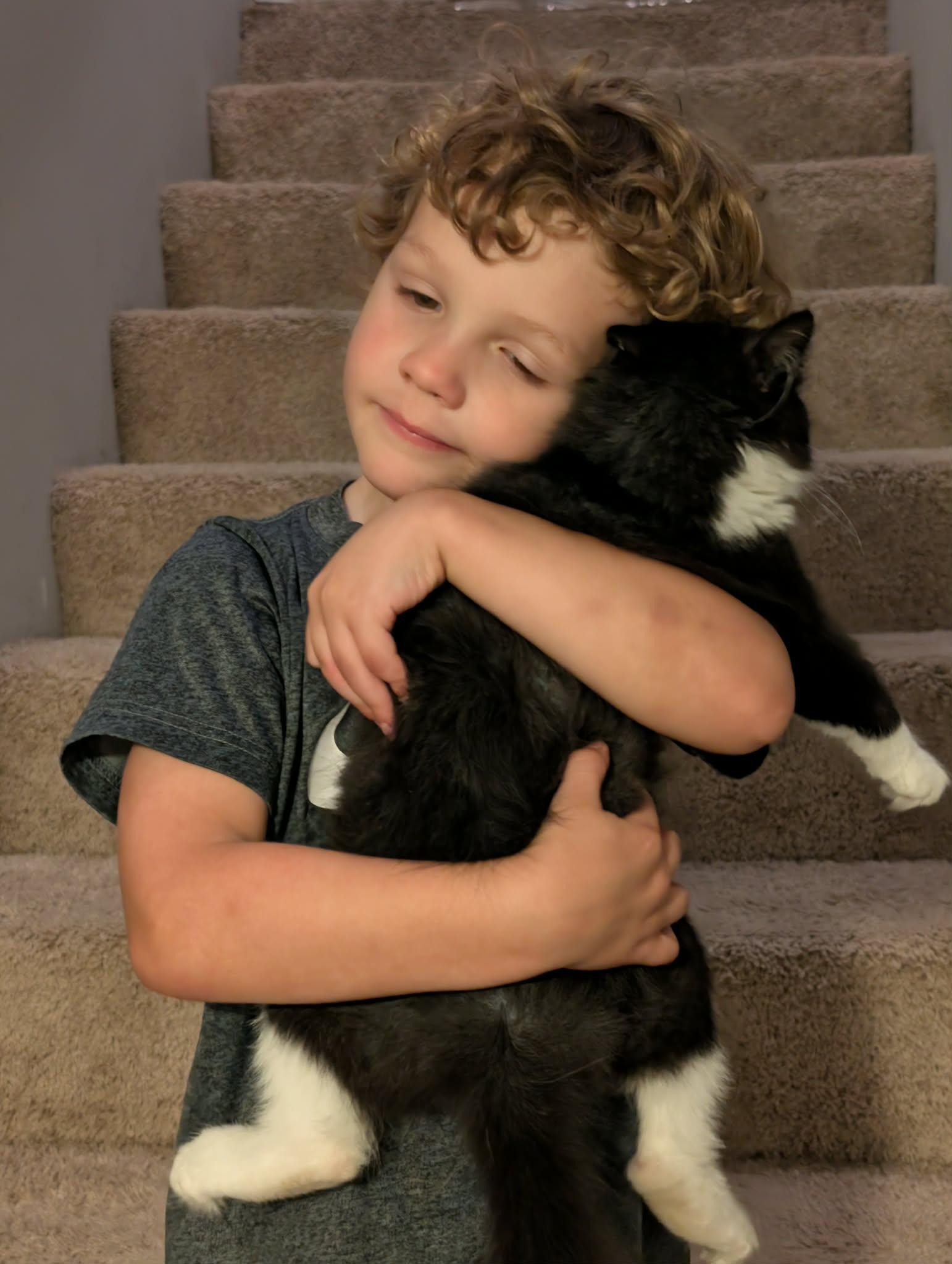 Enlarge Banana, a Adopted Domestic Medium Hair in Mechanicsburg, PA image 4/4