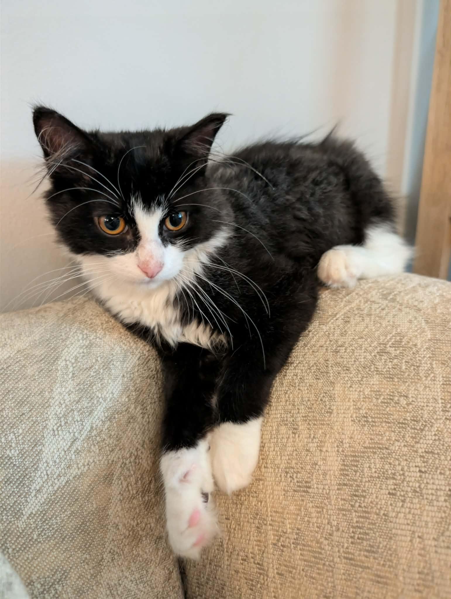 Banana, Adopted, Young Male Domestic Medium Hair.