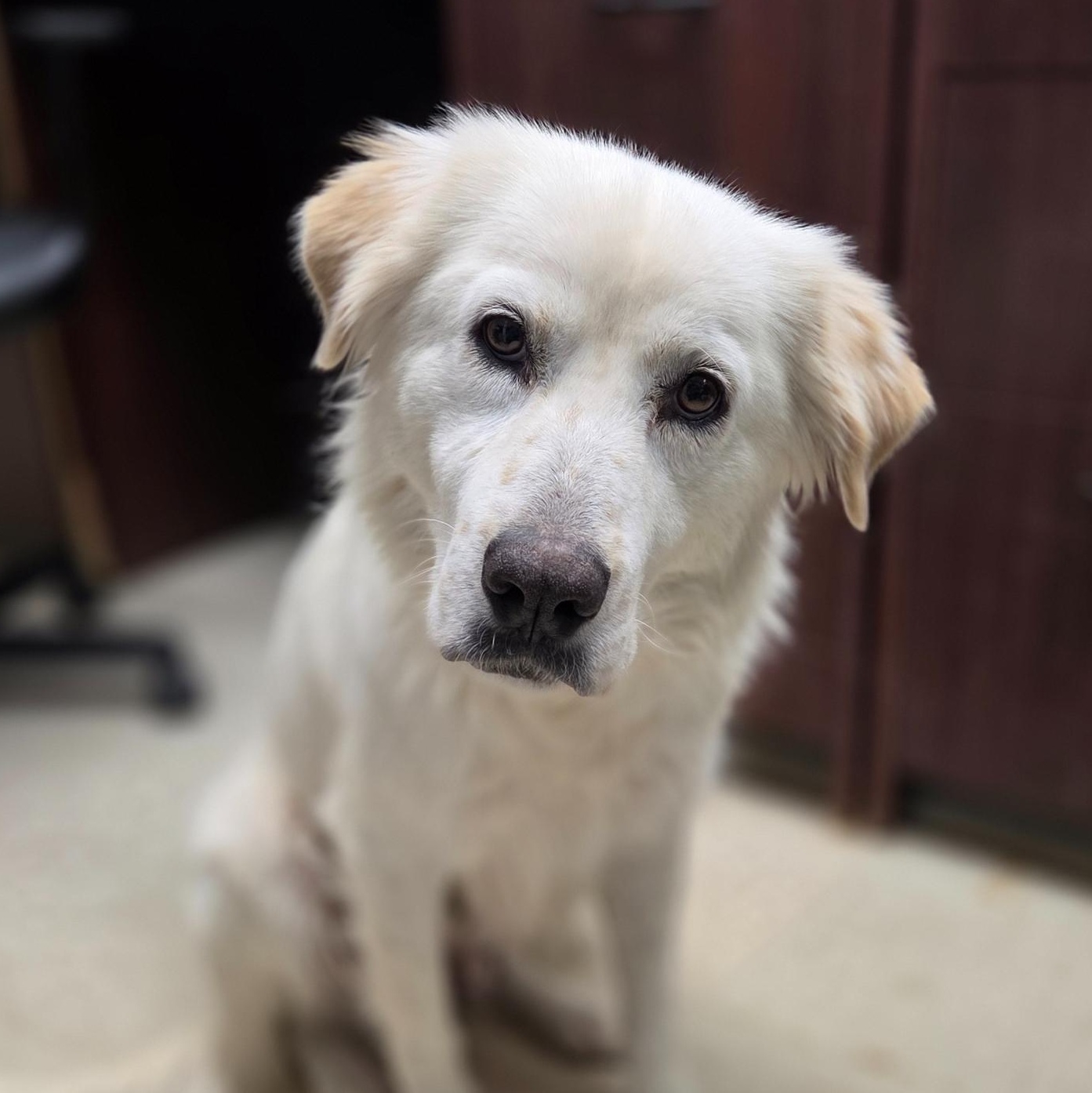 Enlarge Clarabelle, an adopted mixed breed in Madison, MS image 1/1