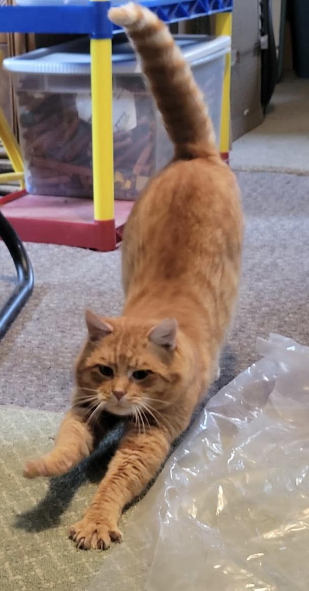 Tigger- Sweet formerly outdoor cat, an adopted American Shorthair in Mulino, OR image 1/4