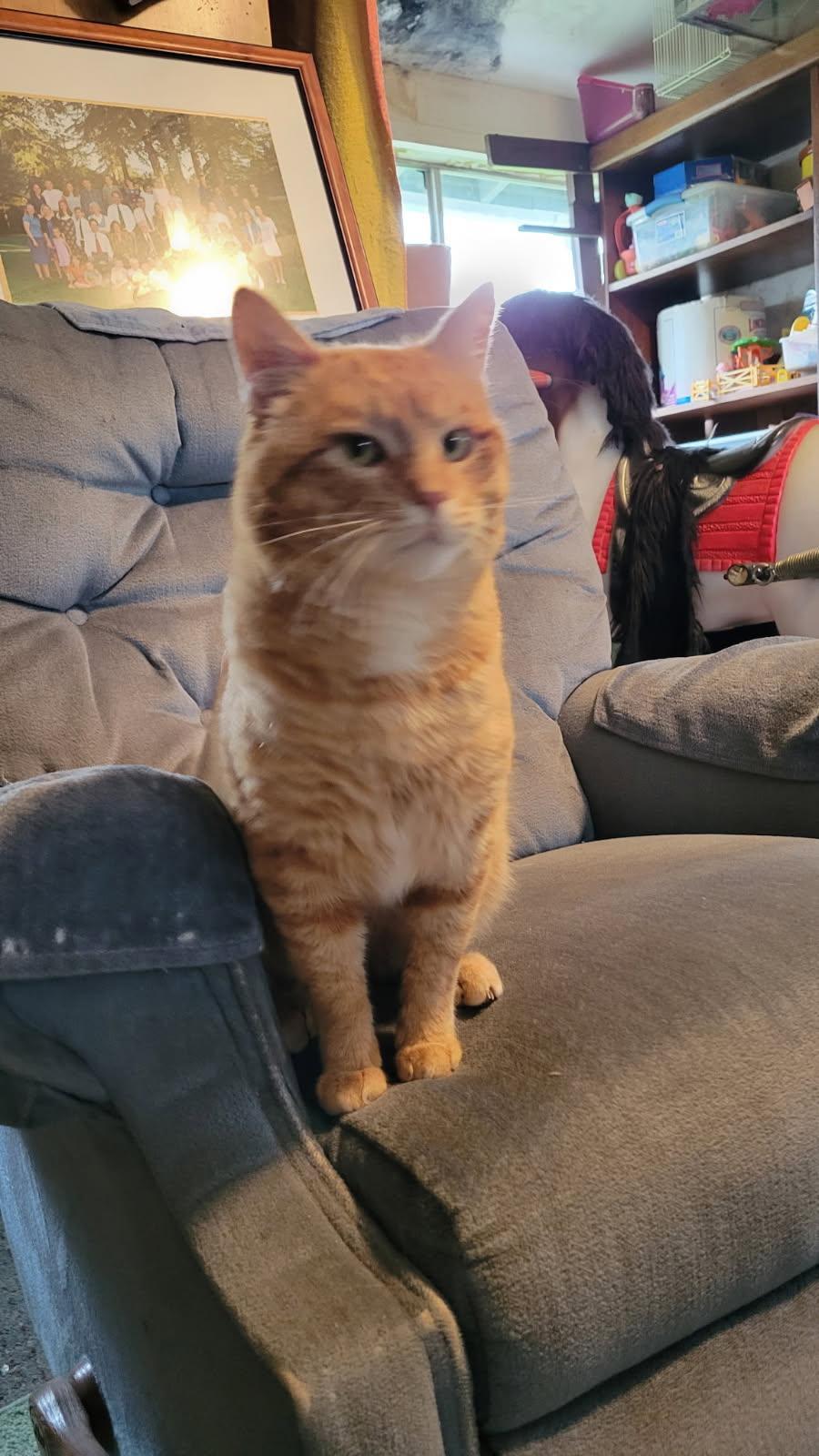 Tigger- Sweet formerly outdoor cat, an adopted American Shorthair in Mulino, OR image 4/4