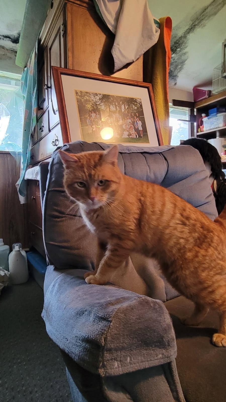 Tigger- Sweet formerly outdoor cat, an adopted American Shorthair in Mulino, OR image 2/4