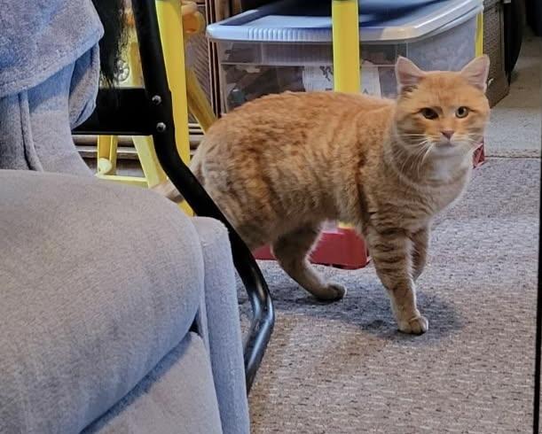 Tigger- Sweet formerly outdoor cat, an adopted American Shorthair in Mulino, OR image 3/4