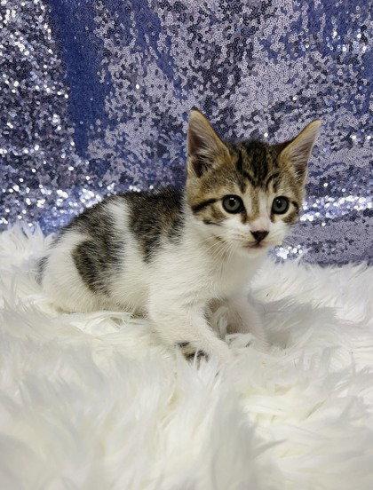 Bernard, Adopted, Young Male Domestic Short Hair.
