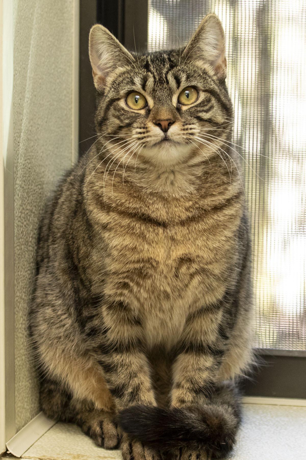 Cannoli, a Adoptable Domestic Short Hair in Cashiers, NC image 1/5