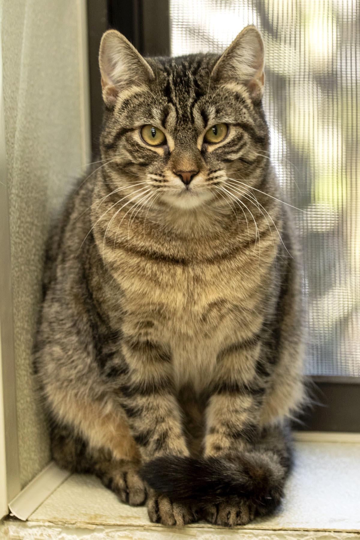Cannoli, a Adoptable Domestic Short Hair in Cashiers, NC image 2/5