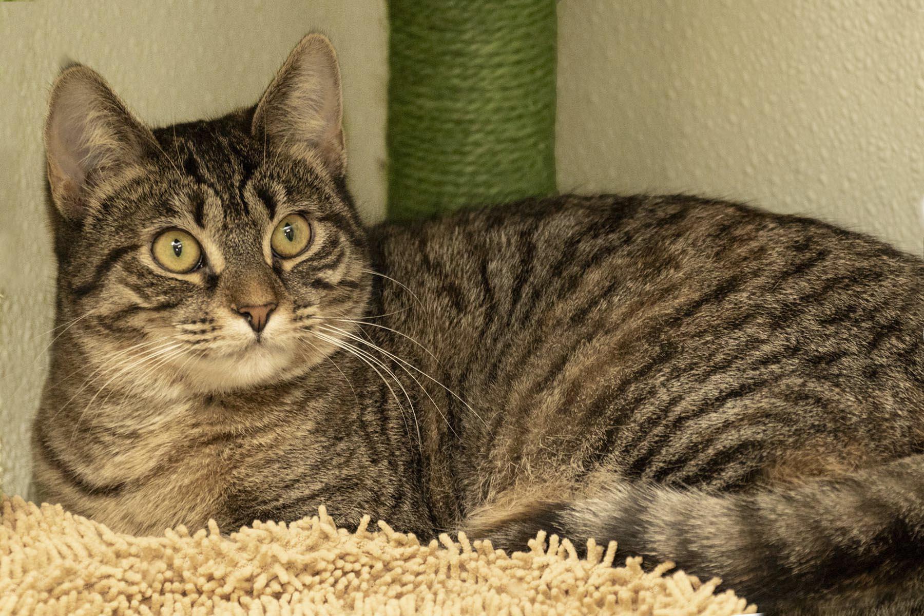 Cannoli, a Adoptable Domestic Short Hair in Cashiers, NC image 3/5