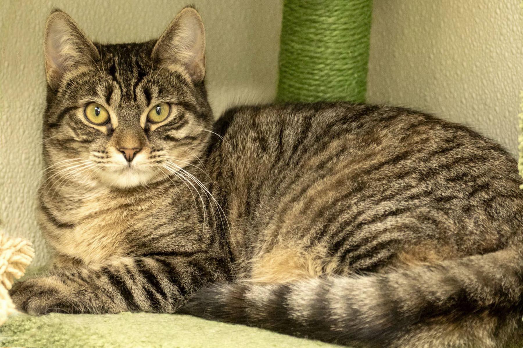 Cannoli, a Adoptable Domestic Short Hair in Cashiers, NC image 4/5