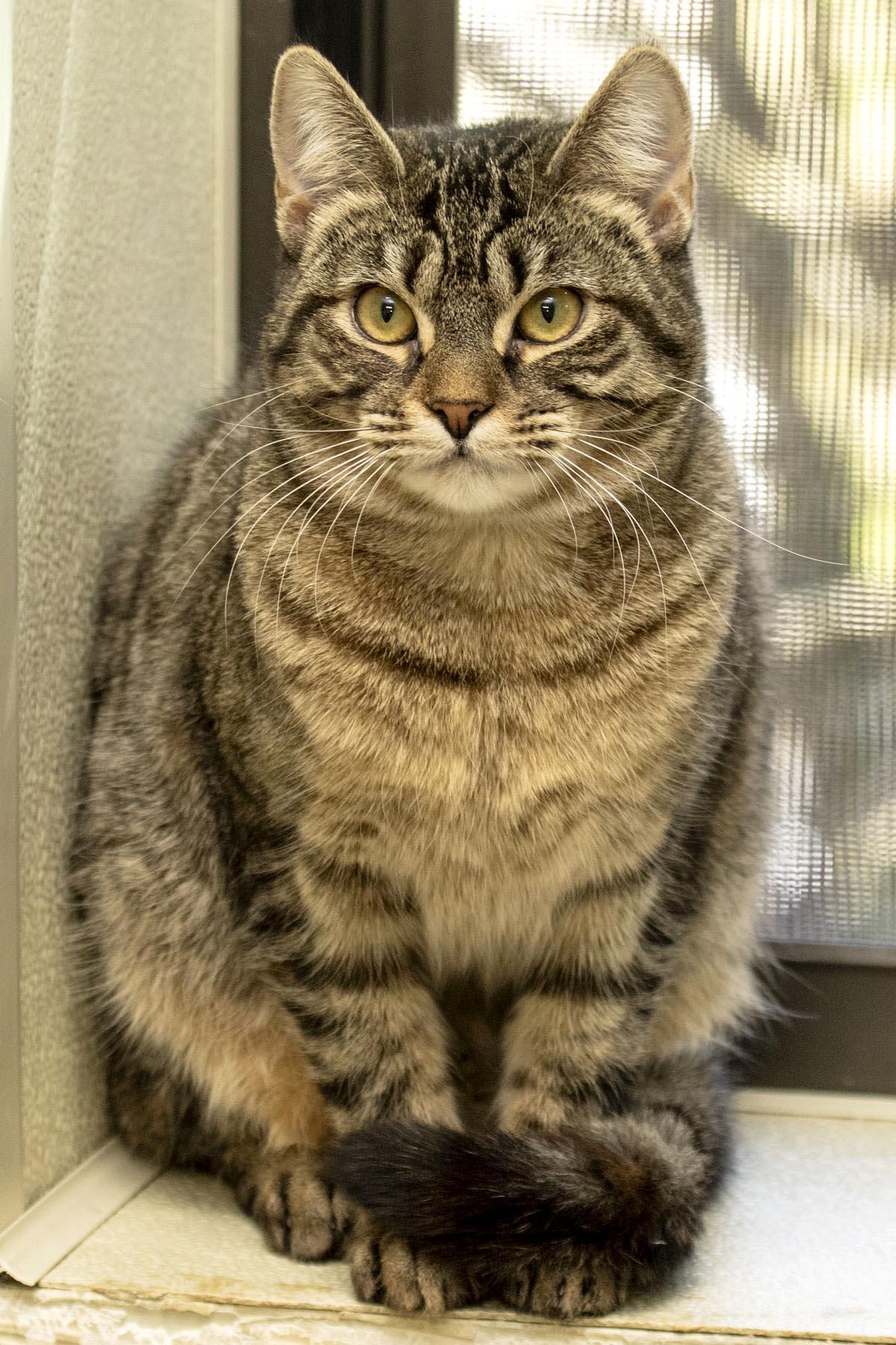 Cannoli, a Adoptable Domestic Short Hair in Cashiers, NC image 5/5