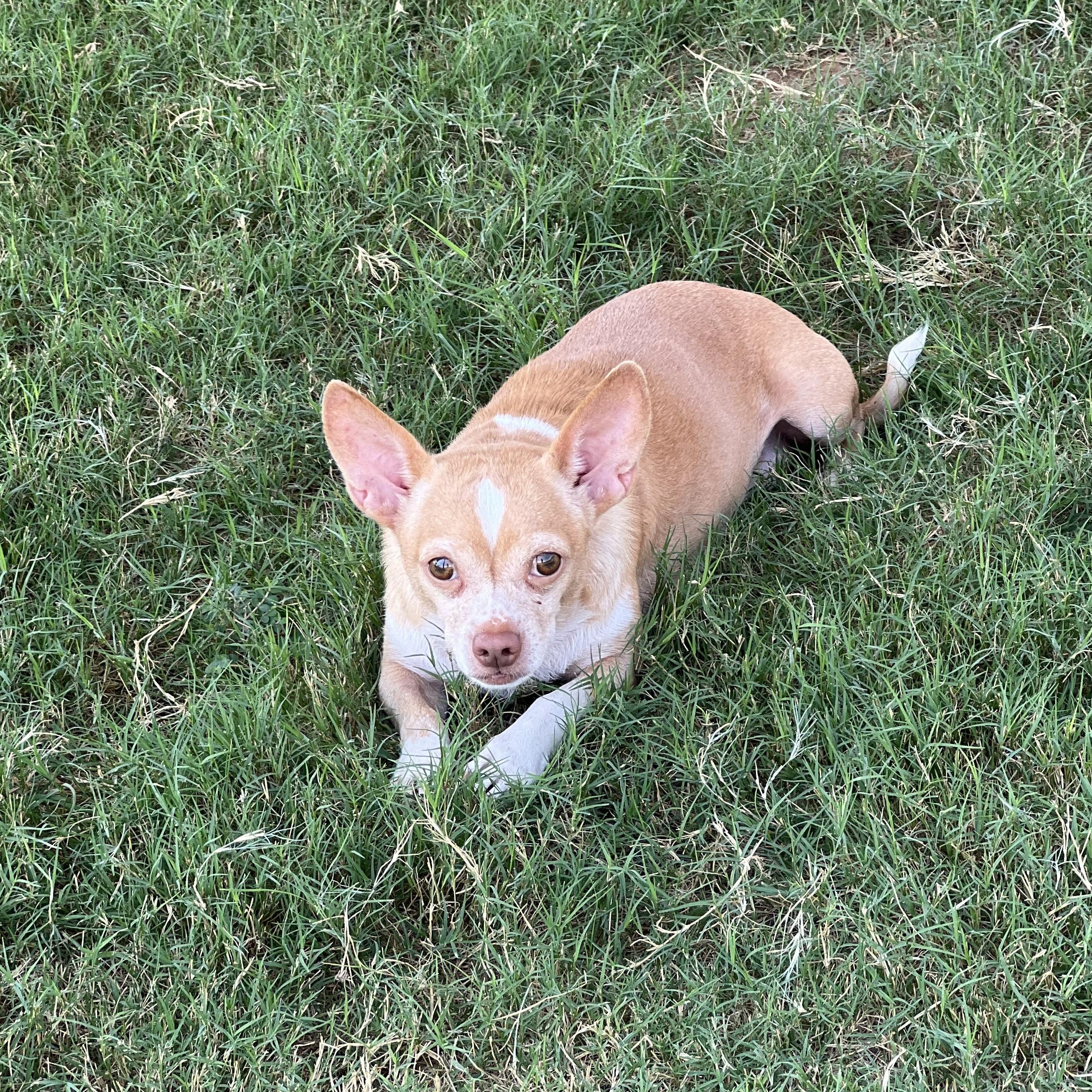 Enlarge Penelope, a Adoptable mixed breed in Boise, ID image 4/6