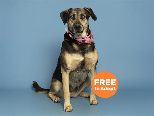 Enlarge ROXY, a Adoptable mixed breed in Phoenix, AZ image 1/1