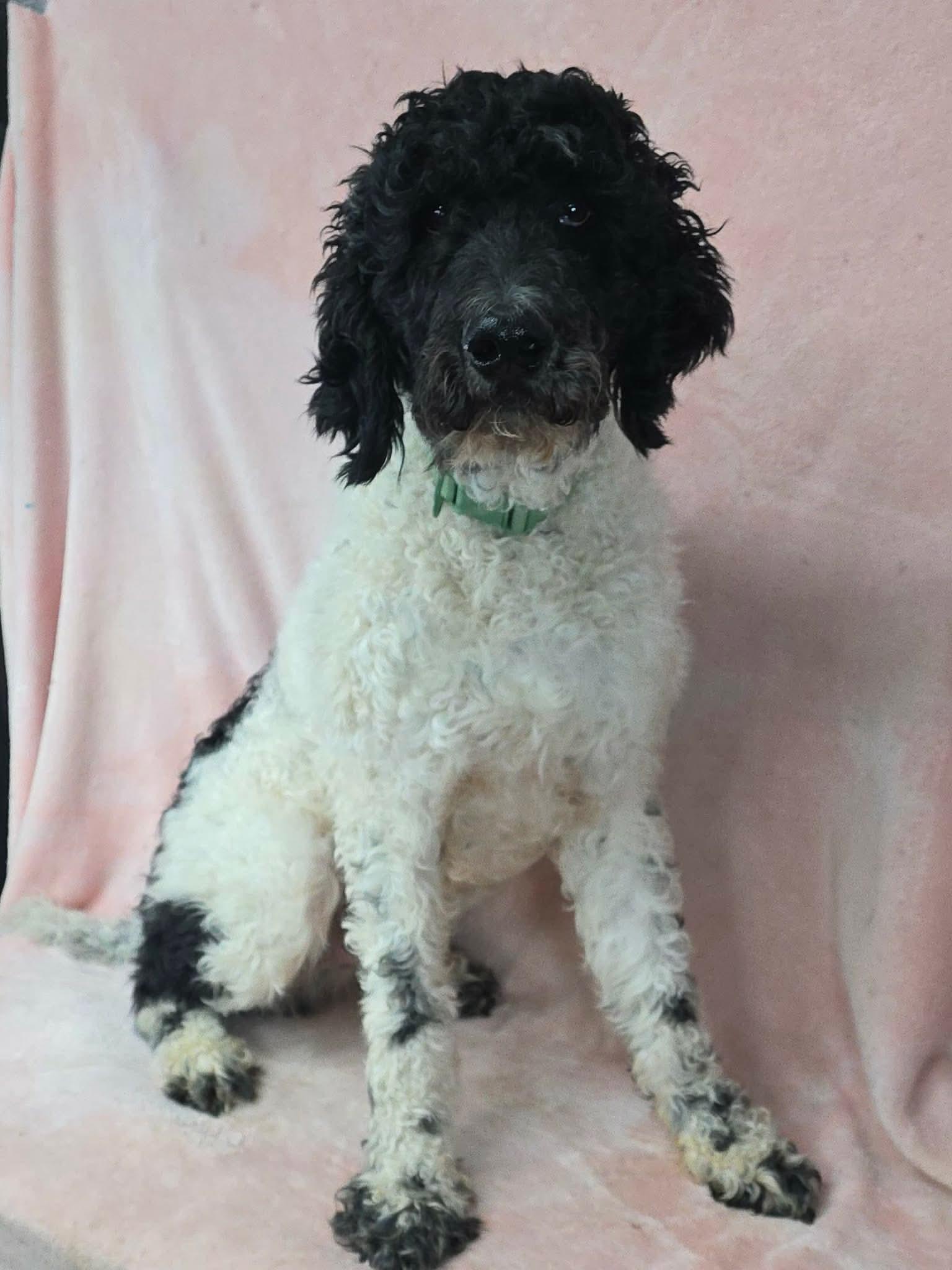 Sriracha thumbnail 3