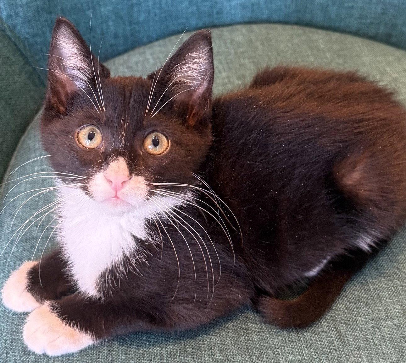 Enlarge Armani-ADOPTED, a Adopted Domestic Long Hair in San Jose, CA image 1/3