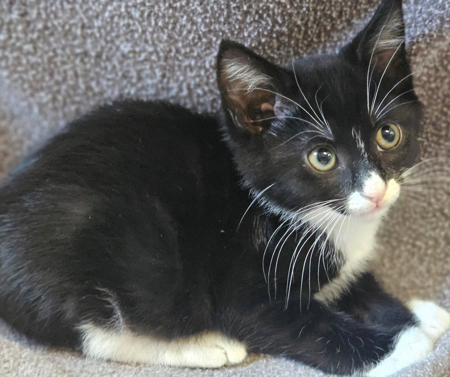 Enlarge Armani, a Adoptable Domestic Long Hair in San Jose, CA image 1/3