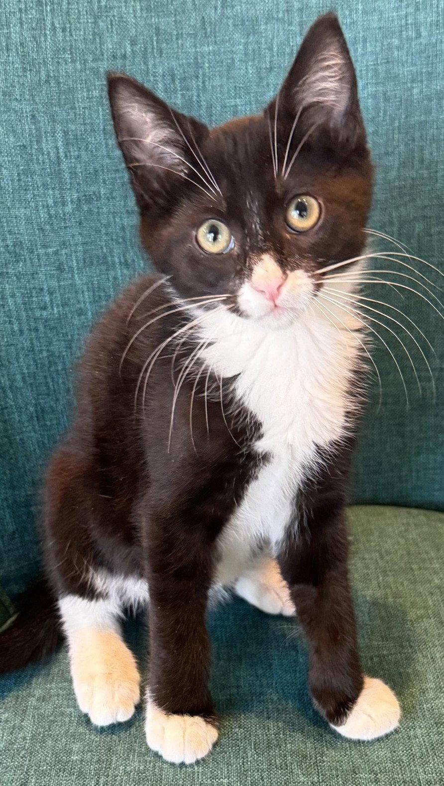 Enlarge Armani-ADOPTED, a Adopted Domestic Long Hair in San Jose, CA image 2/3