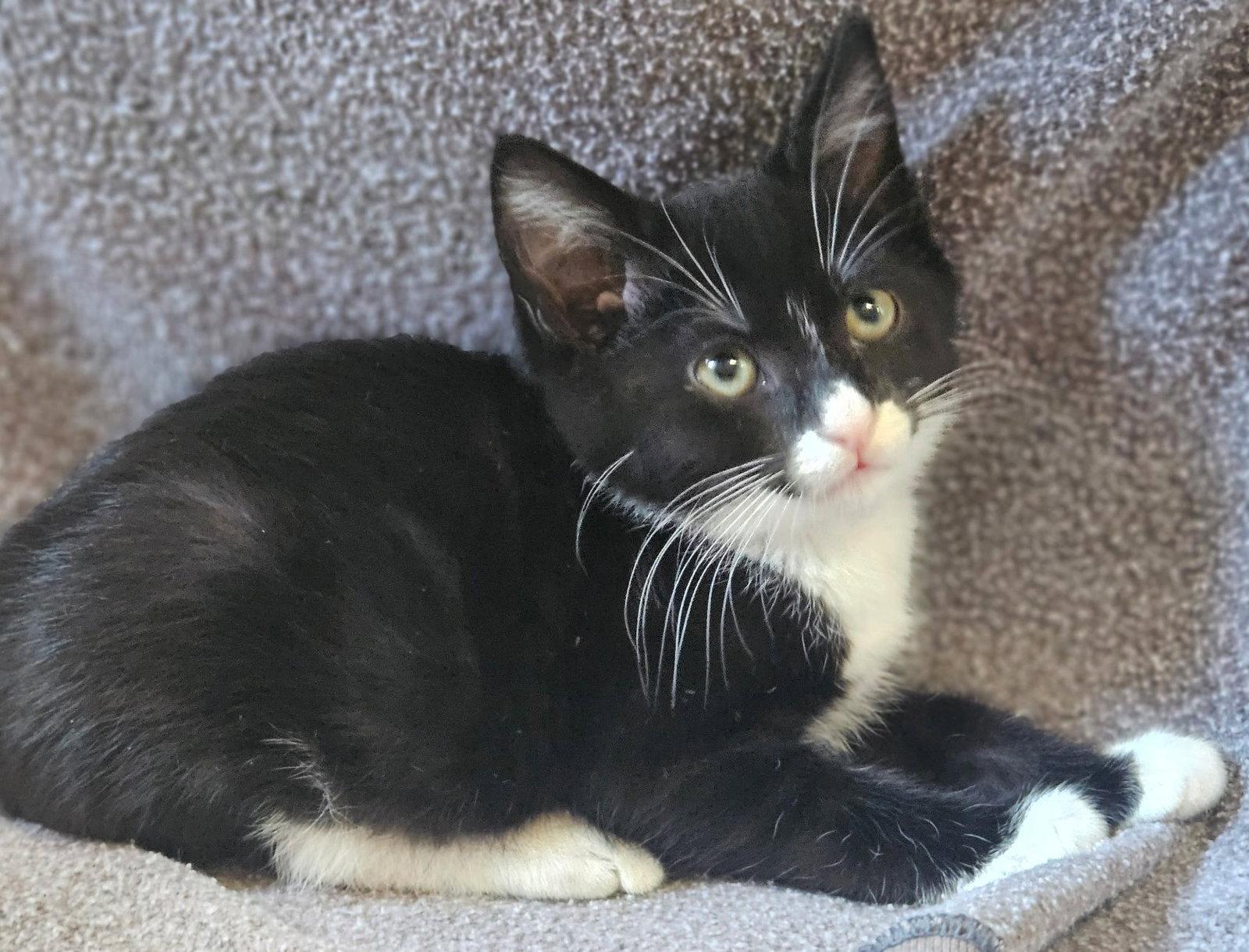 Enlarge Armani, a Adoptable Domestic Long Hair in San Jose, CA image 2/3