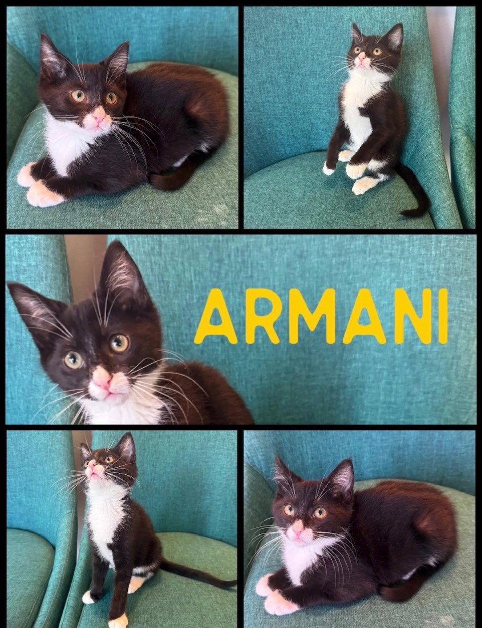Enlarge Armani-ADOPTED, a Adopted Domestic Long Hair in San Jose, CA image 3/3