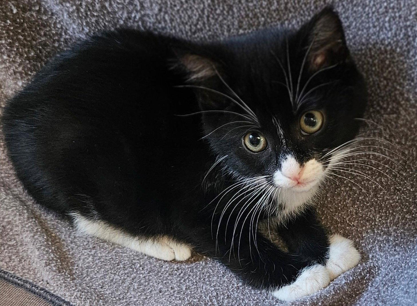 Enlarge Armani, a Adoptable Domestic Long Hair in San Jose, CA image 3/3